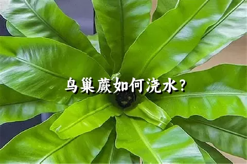 鸟巢蕨如何浇水？