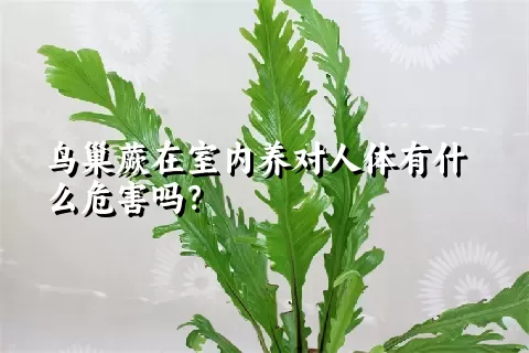 鸟巢蕨在室内养对人体有什么危害吗？