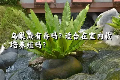 鸟巢蕨有毒吗？适合在室内栽培养殖吗？