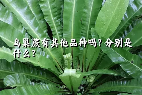 鸟巢蕨有其他品种吗？分别是什么？