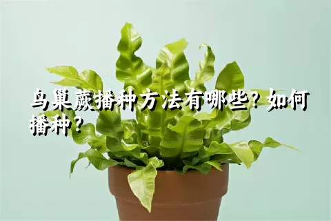 鸟巢蕨播种方法有哪些？如何播种？