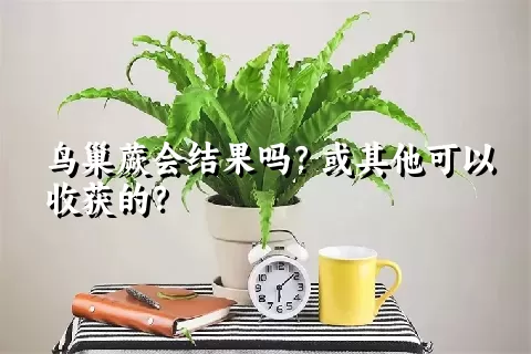 鸟巢蕨会结果吗？或其他可以收获的？