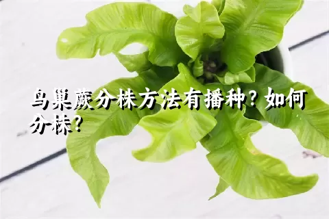 鸟巢蕨分株方法有播种？如何分株？