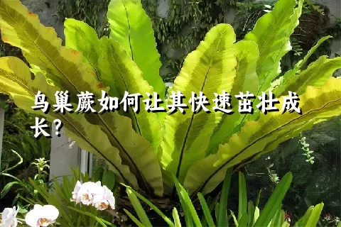 鸟巢蕨如何让其快速茁壮成长？