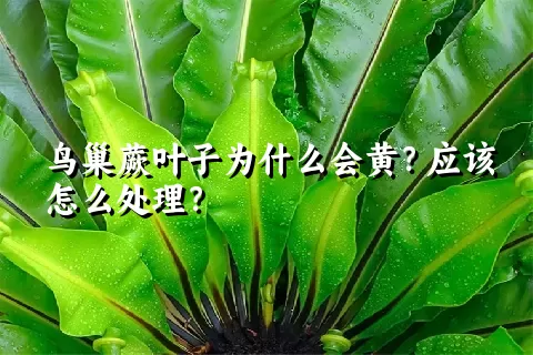 鸟巢蕨叶子为什么会黄？应该怎么处理？