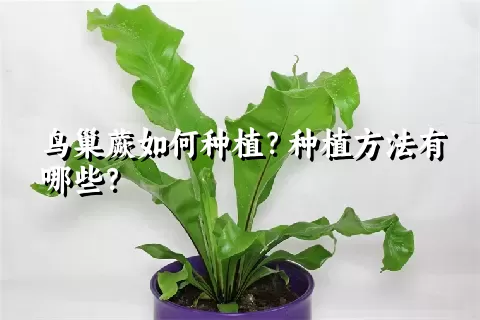 鸟巢蕨如何种植？种植方法有哪些？