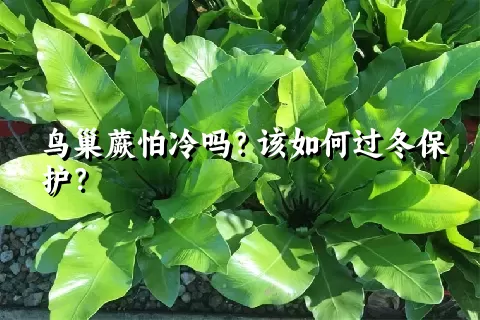 鸟巢蕨怕冷吗？该如何过冬保护？