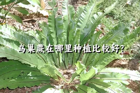 鸟巢蕨在哪里种植比较好？