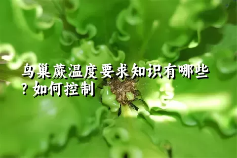 鸟巢蕨温度要求知识有哪些？如何控制