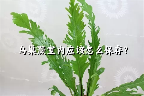 鸟巢蕨室内应该怎么保存？