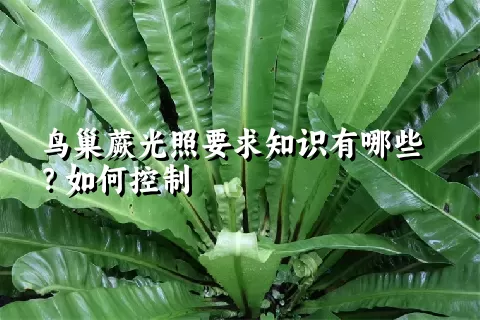 鸟巢蕨光照要求知识有哪些？如何控制