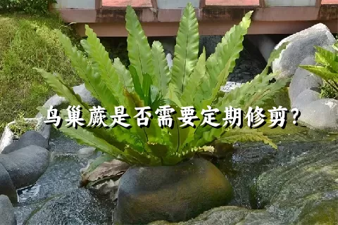 鸟巢蕨是否需要定期修剪？