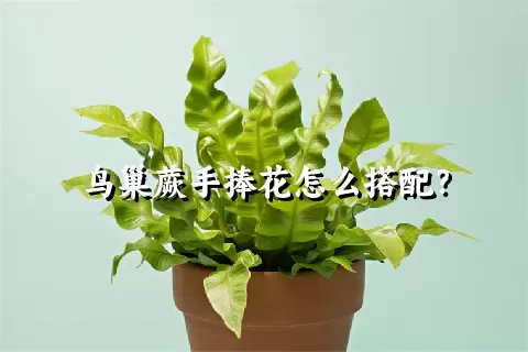 鸟巢蕨手捧花怎么搭配？