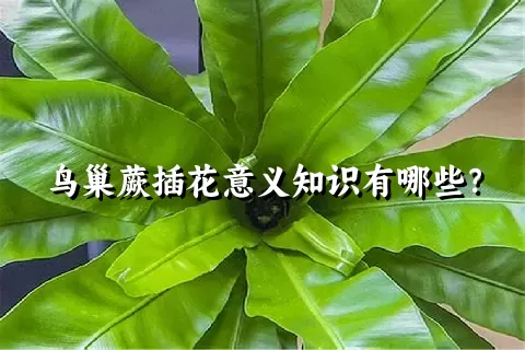 鸟巢蕨插花意义知识有哪些？