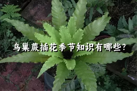 鸟巢蕨插花季节知识有哪些？