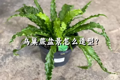 鸟巢蕨盆景怎么造型？