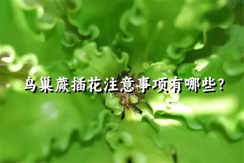 鸟巢蕨插花注意事项有哪些？