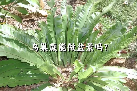 鸟巢蕨能做盆景吗？