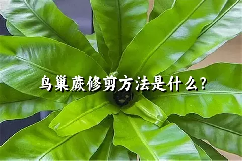 鸟巢蕨修剪方法是什么？