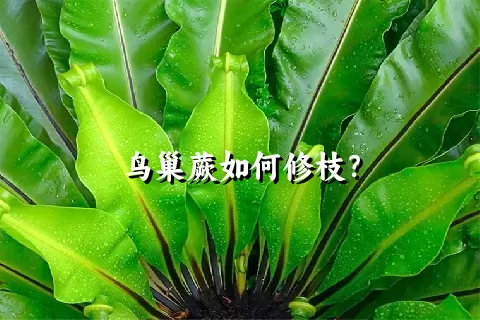 鸟巢蕨如何修枝？