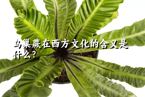 鸟巢蕨在西方文化的含义是什么？