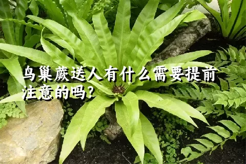 鸟巢蕨送人有什么需要提前注意的吗？