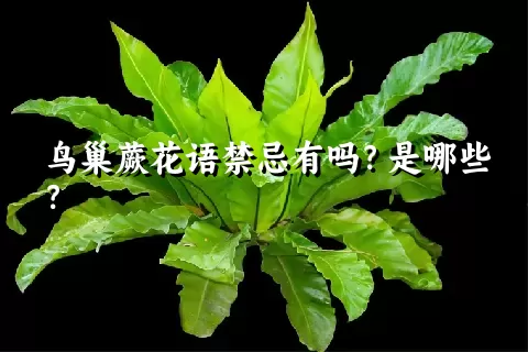 鸟巢蕨花语禁忌有吗？是哪些？