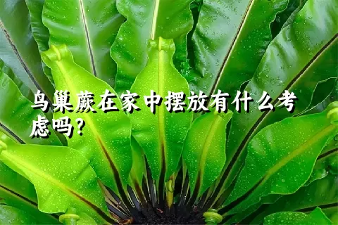 鸟巢蕨在家中摆放有什么考虑吗？