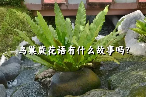 鸟巢蕨花语有什么故事吗？