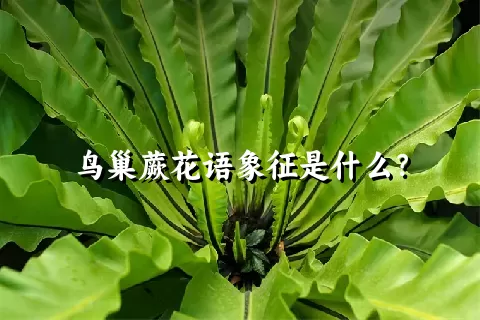 鸟巢蕨花语象征是什么？