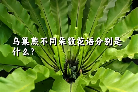 鸟巢蕨不同朵数花语分别是什么？