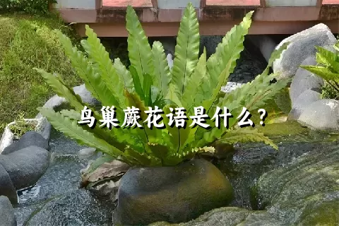 鸟巢蕨花语是什么？