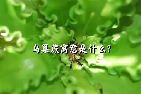 鸟巢蕨寓意是什么？