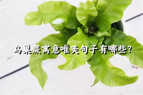 鸟巢蕨寓意唯美句子有哪些？