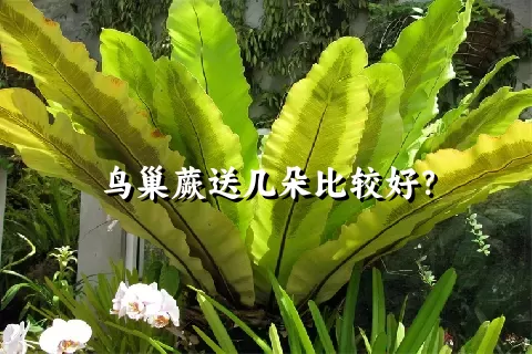 鸟巢蕨送几朵比较好？