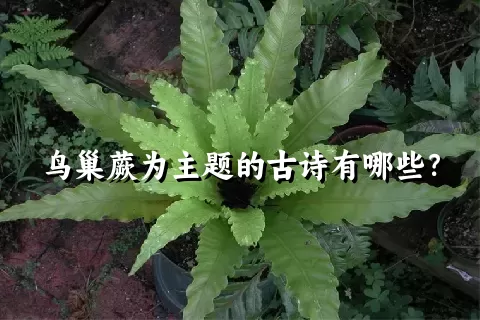 鸟巢蕨为主题的古诗有哪些？