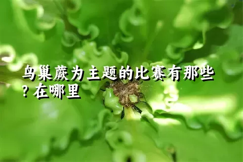 鸟巢蕨为主题的比赛有那些？在哪里