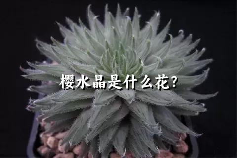 樱水晶是什么花？