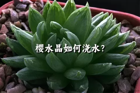 樱水晶如何浇水？