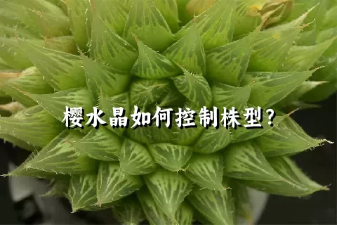 樱水晶如何控制株型？