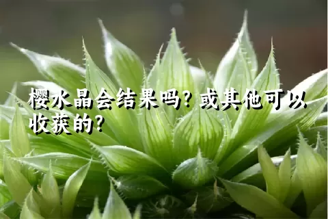 樱水晶会结果吗？或其他可以收获的？