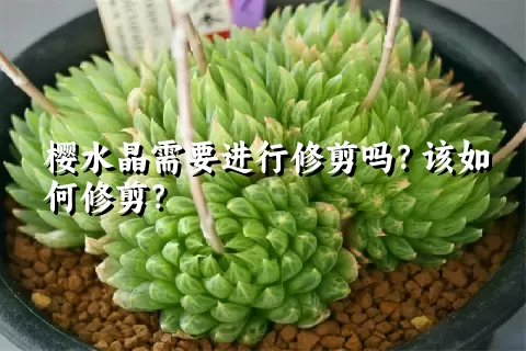 樱水晶需要进行修剪吗？该如何修剪？