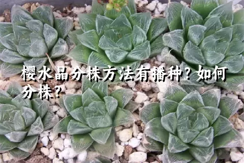 樱水晶分株方法有播种？如何分株？