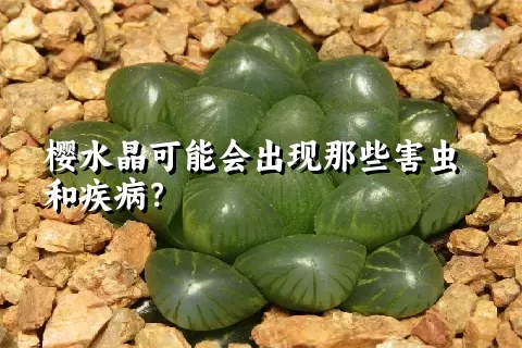 樱水晶可能会出现那些害虫和疾病？