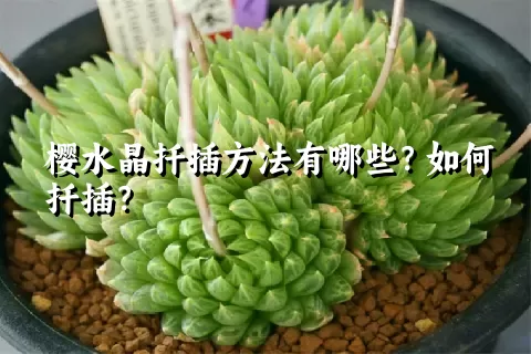 樱水晶扦插方法有哪些？如何扦插？