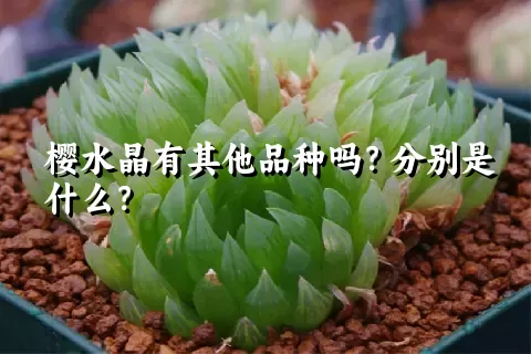 樱水晶有其他品种吗？分别是什么？