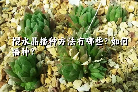 樱水晶播种方法有哪些？如何播种？