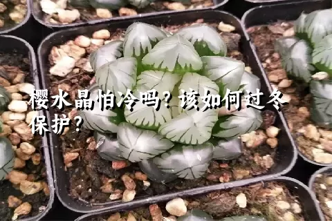 樱水晶怕冷吗？该如何过冬保护？