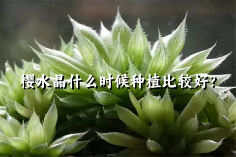 樱水晶什么时候种植比较好？