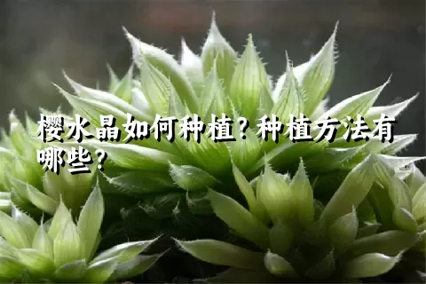 樱水晶如何种植？种植方法有哪些？